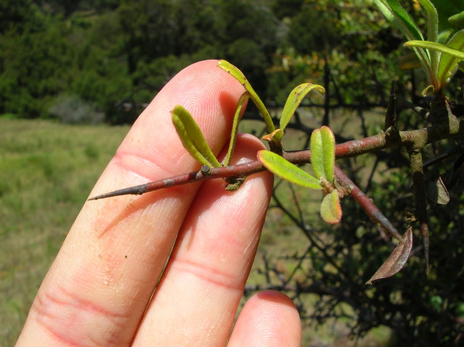 Боярышник однопестичный Живая изгородь