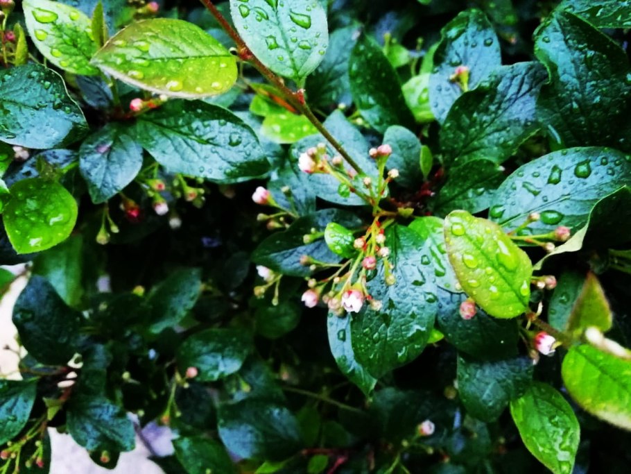 Кизильник блестящий побег