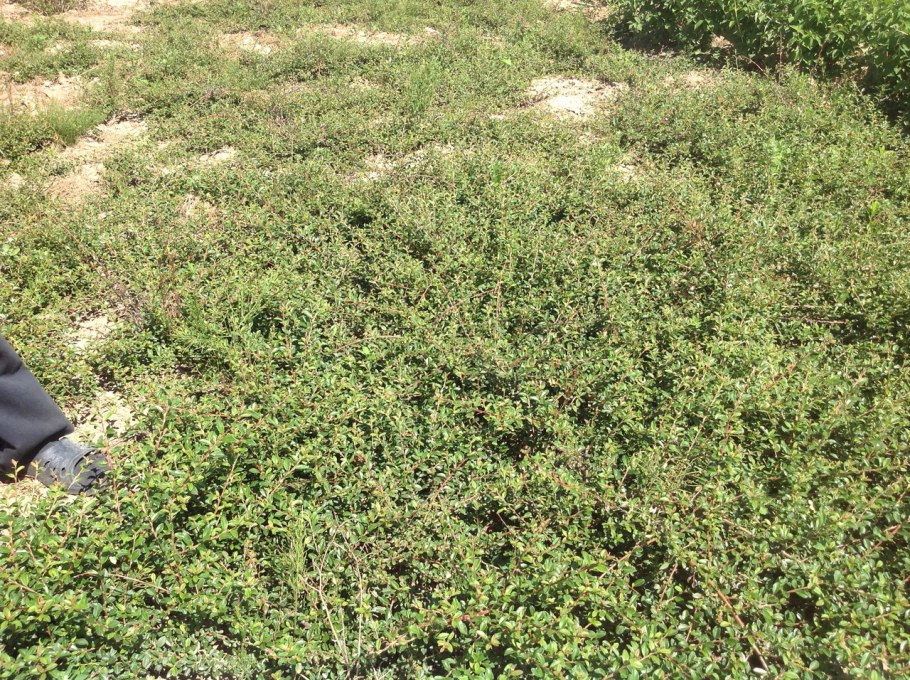 Диаметр ствола кизильник блестящий