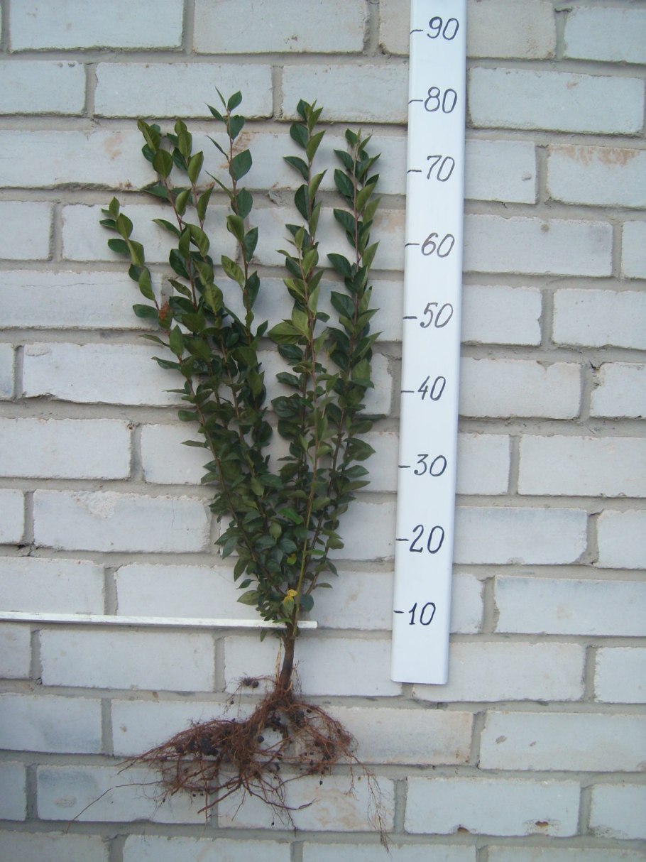 Кизильник горизонтальный рисунок