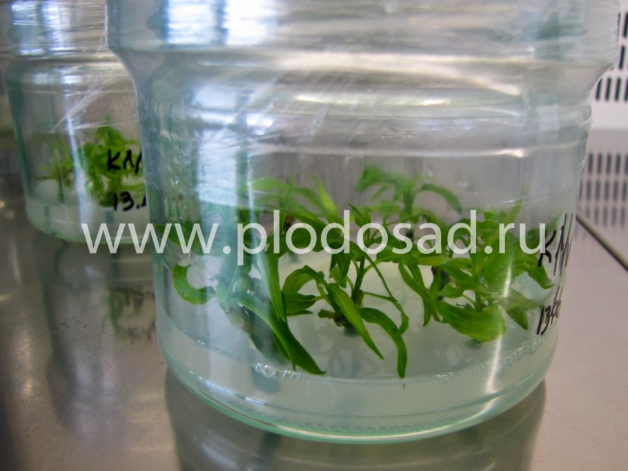 Сеянцы кизильника