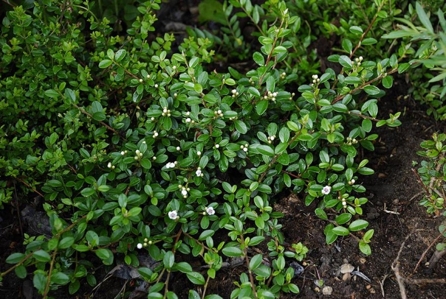 Кизильник Стокгольм