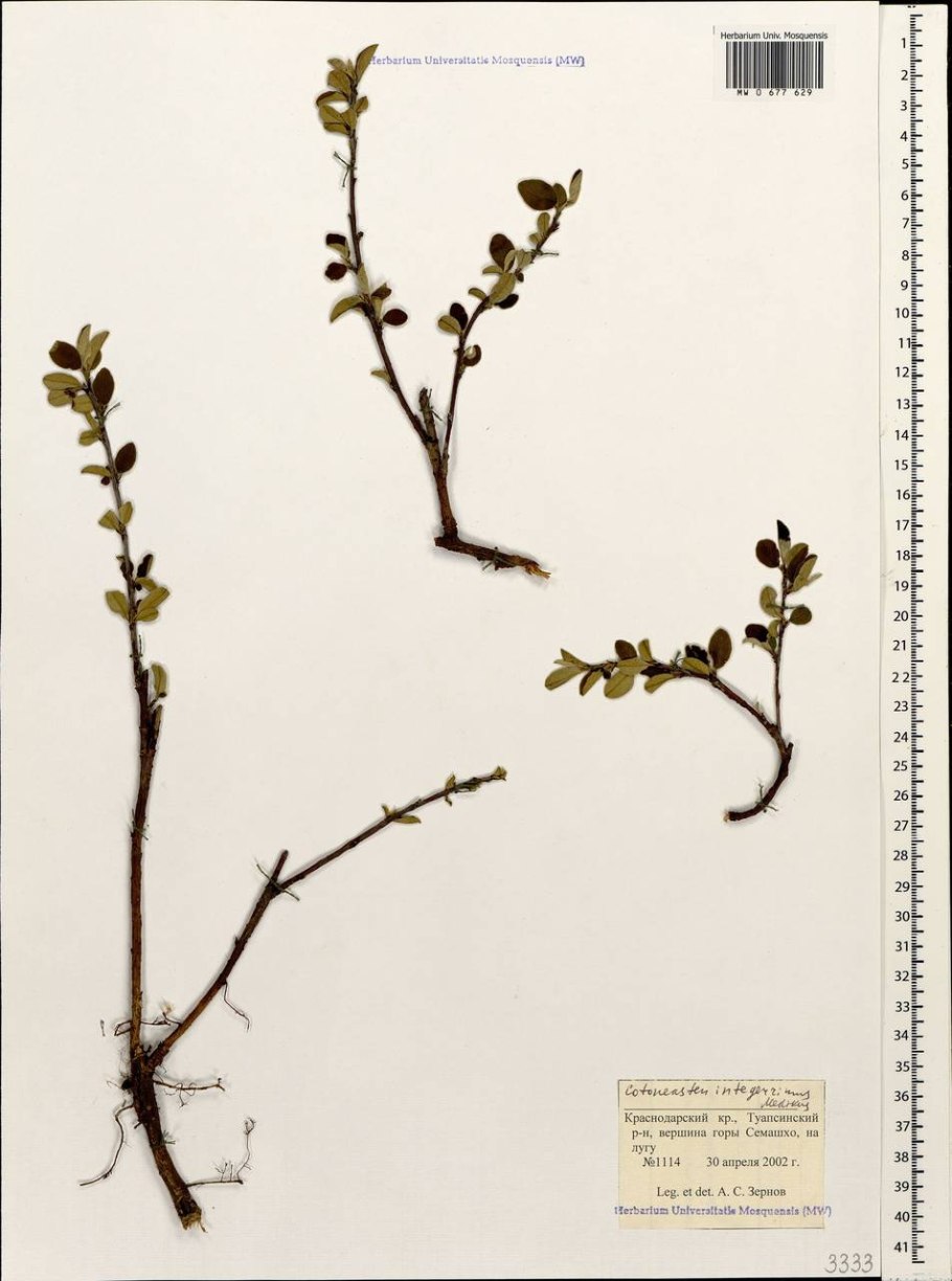 Фузариоз кизильника блестящего