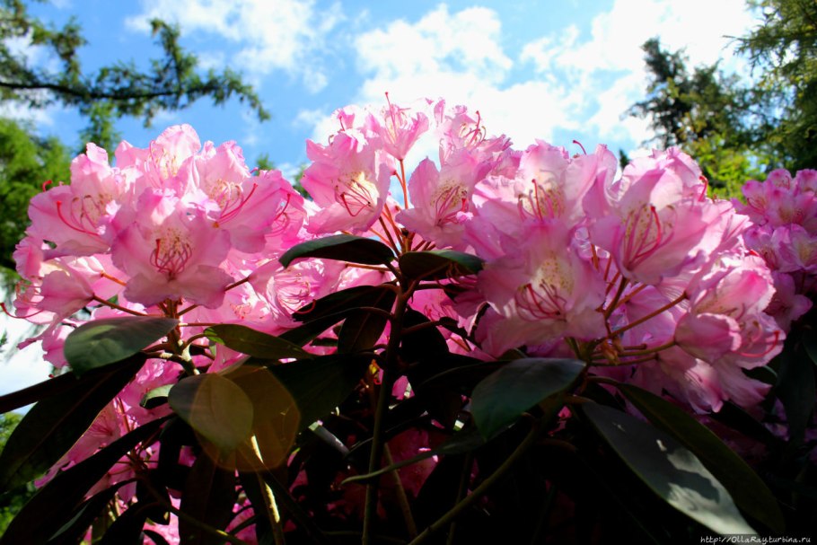 Petticoat Азалия