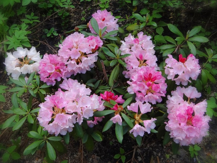 Цветок рододендрон садовый