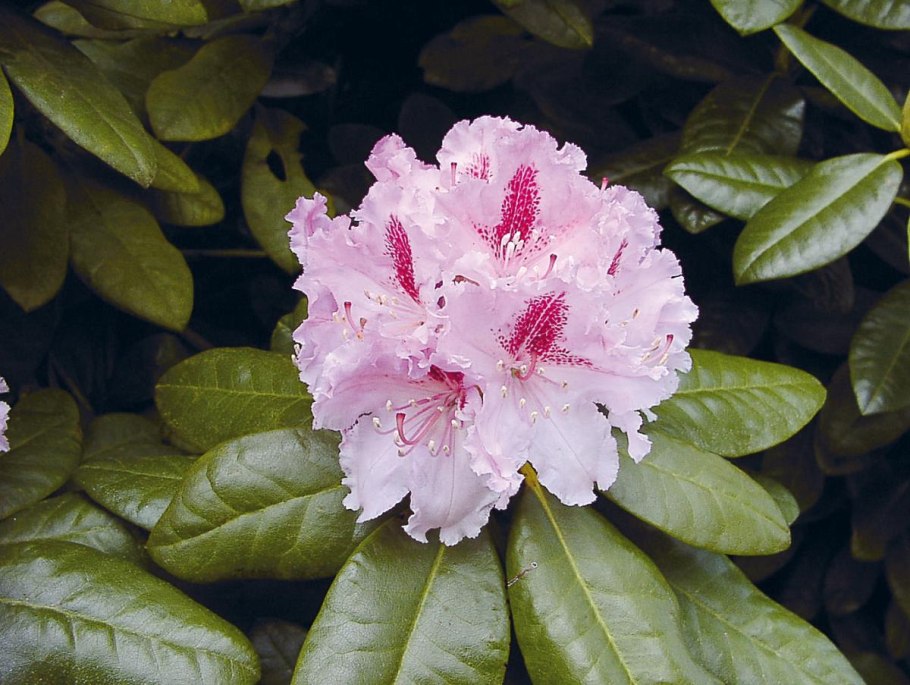 Рододендрон гибридный Сафо