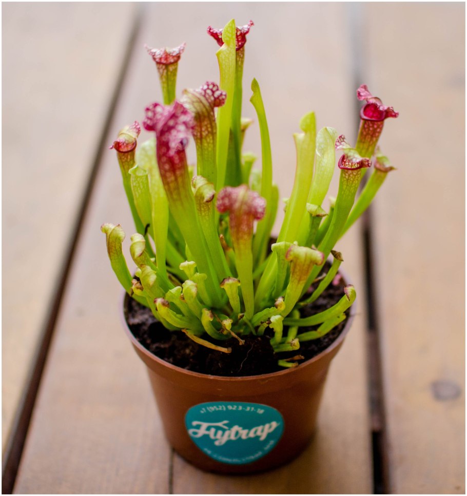 Саррацения пситтацина