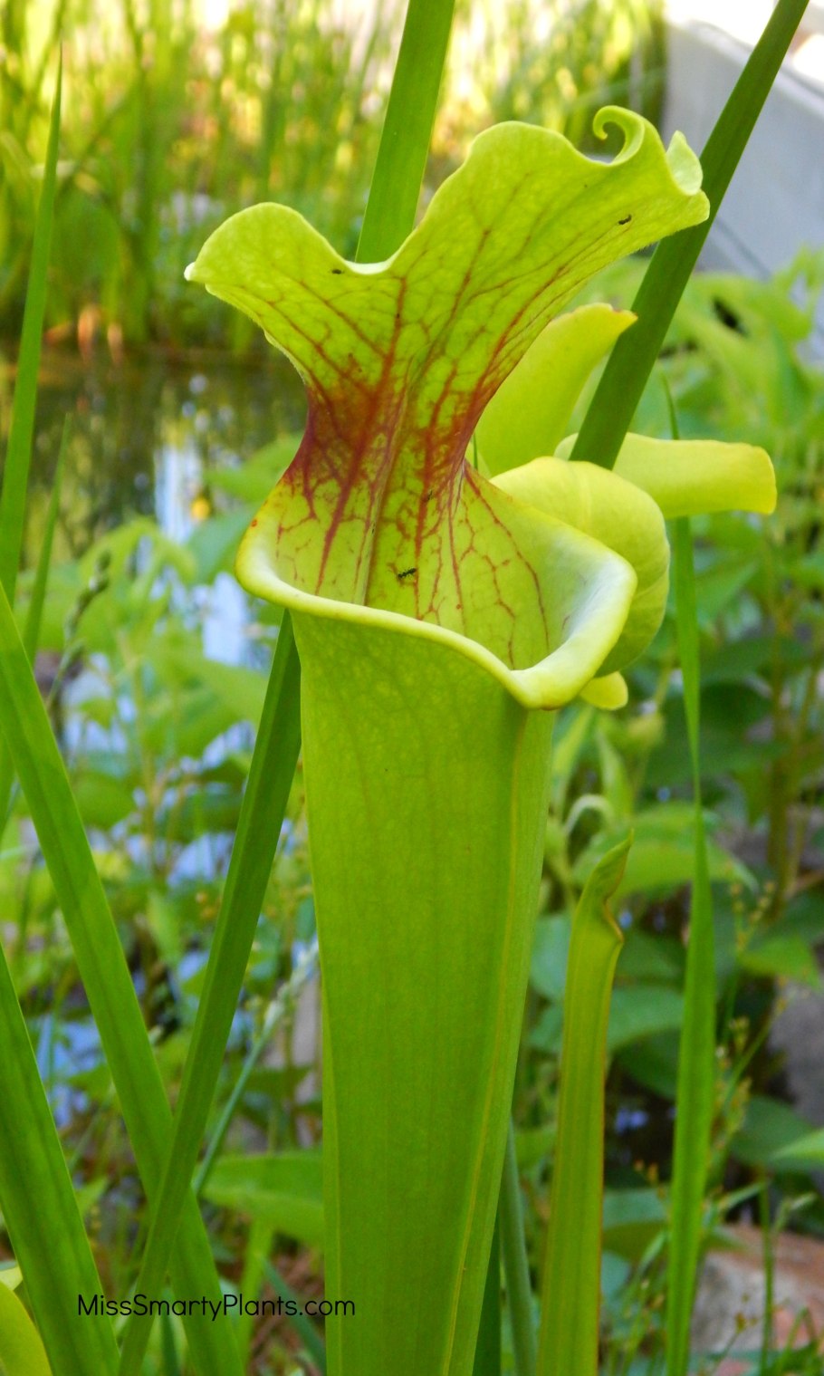 Саррацения в горшке на белом фоне
