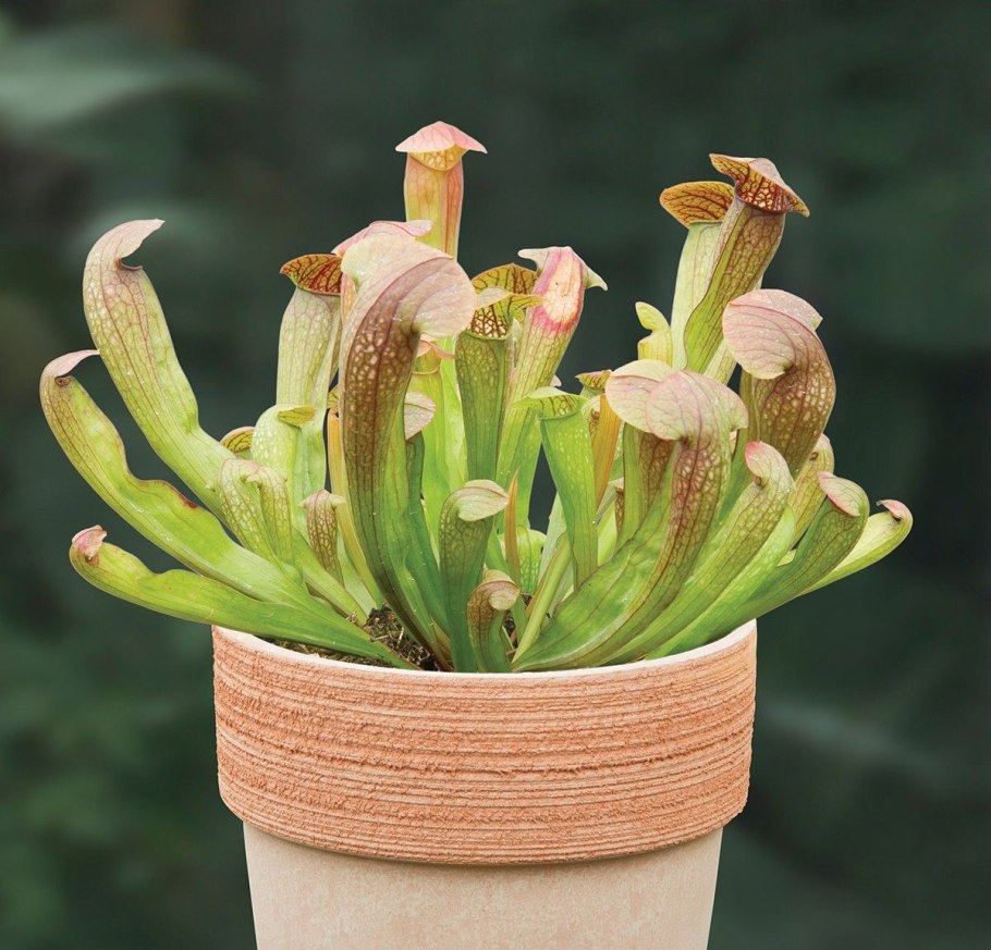 Мухоловка саррацения