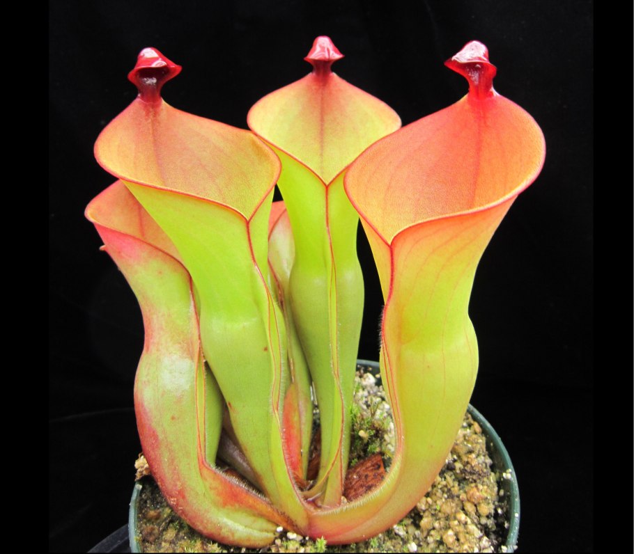 Саррацения Фарнхами