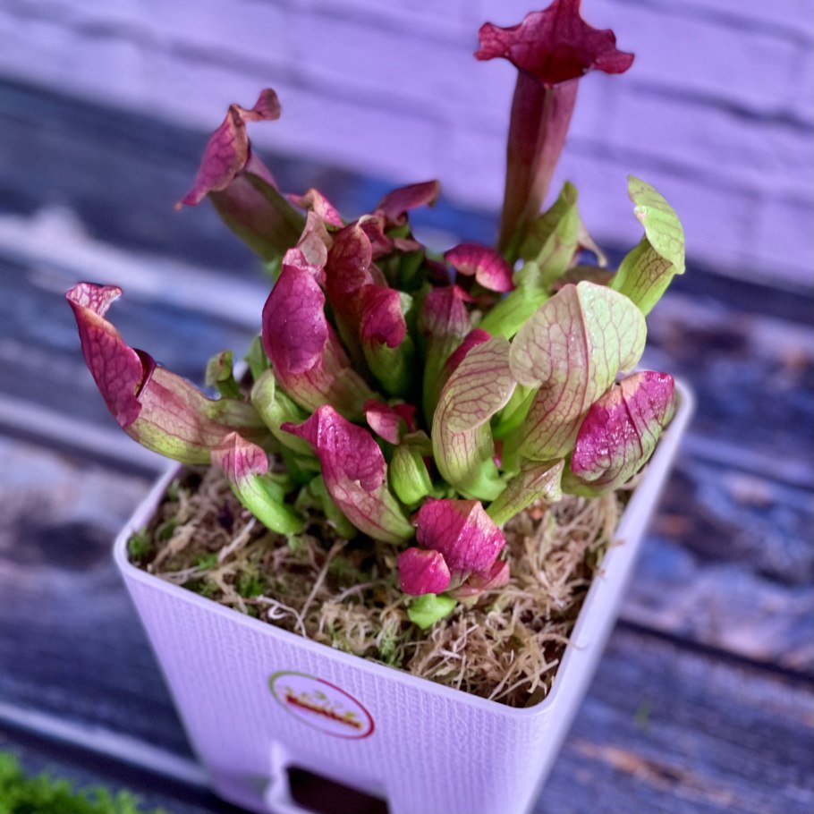 Саррацения (Sarracenia)