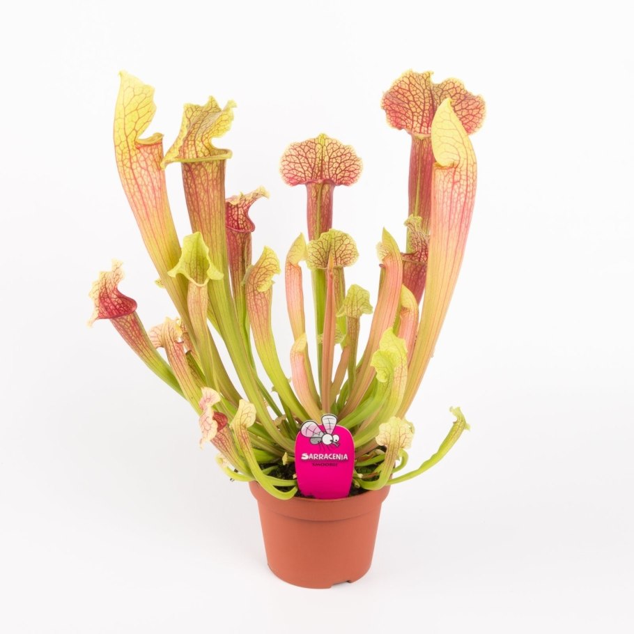 Саррацения Филадельфия