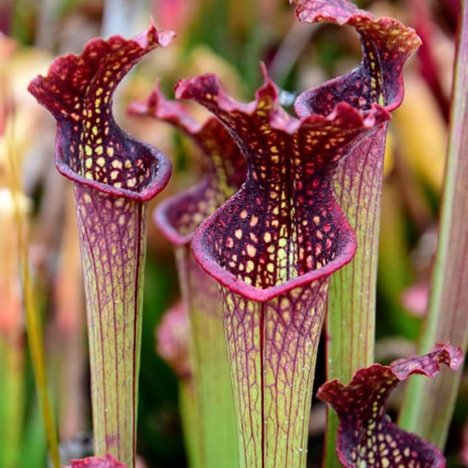 Саррацения (sarracenia)