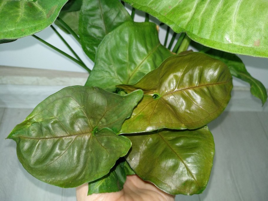 Сингониум Голден Тауэрс