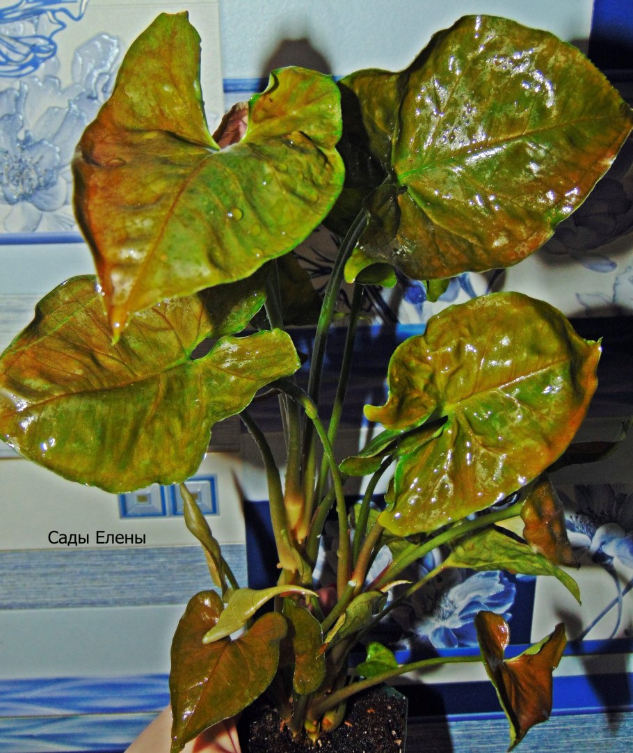 Сингониум Голден Тауэрс