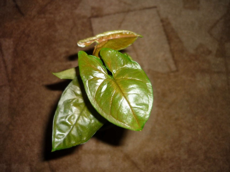 Сингониум лайм Грин лайм Грин