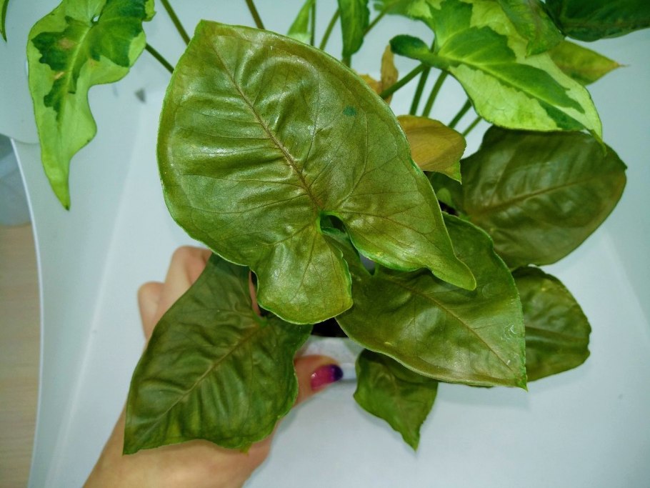 Сингониум Таурус