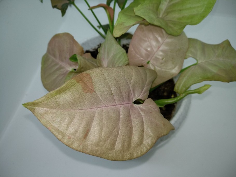 Сингониум грин эрроу