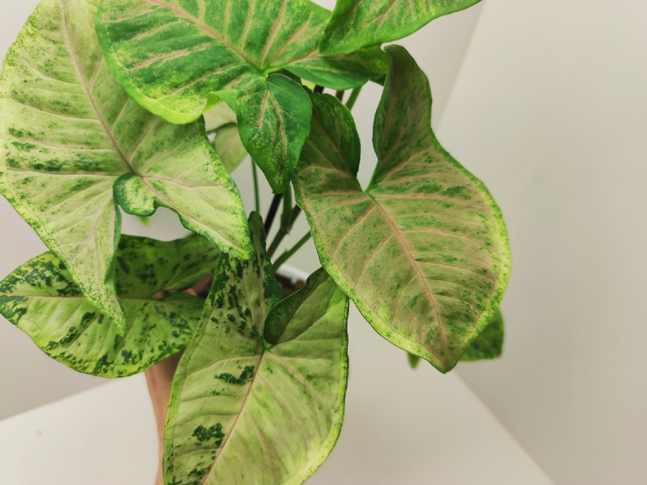 Сингониум Пурпл