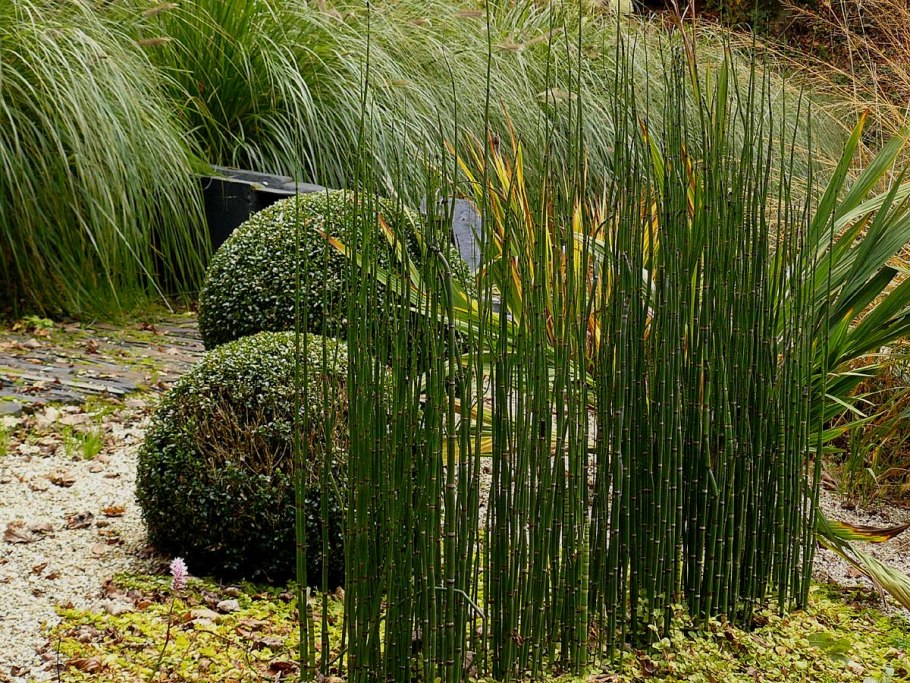 Хвощ камышовый