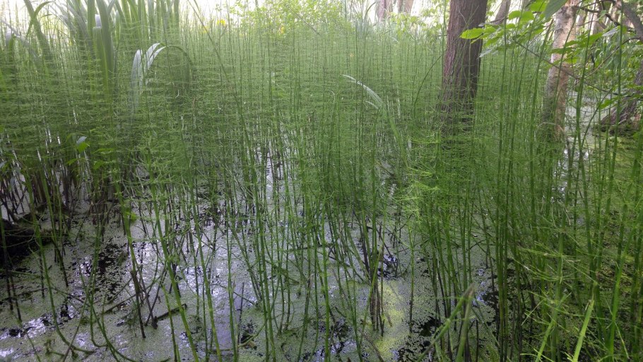 Хвощ Приречный (Equisetum fluviatile)