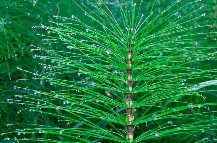 Хвощ полевой