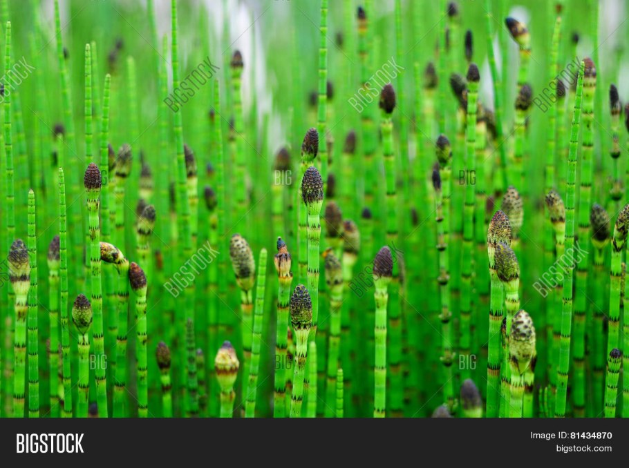 Хвощ полевой зимующий