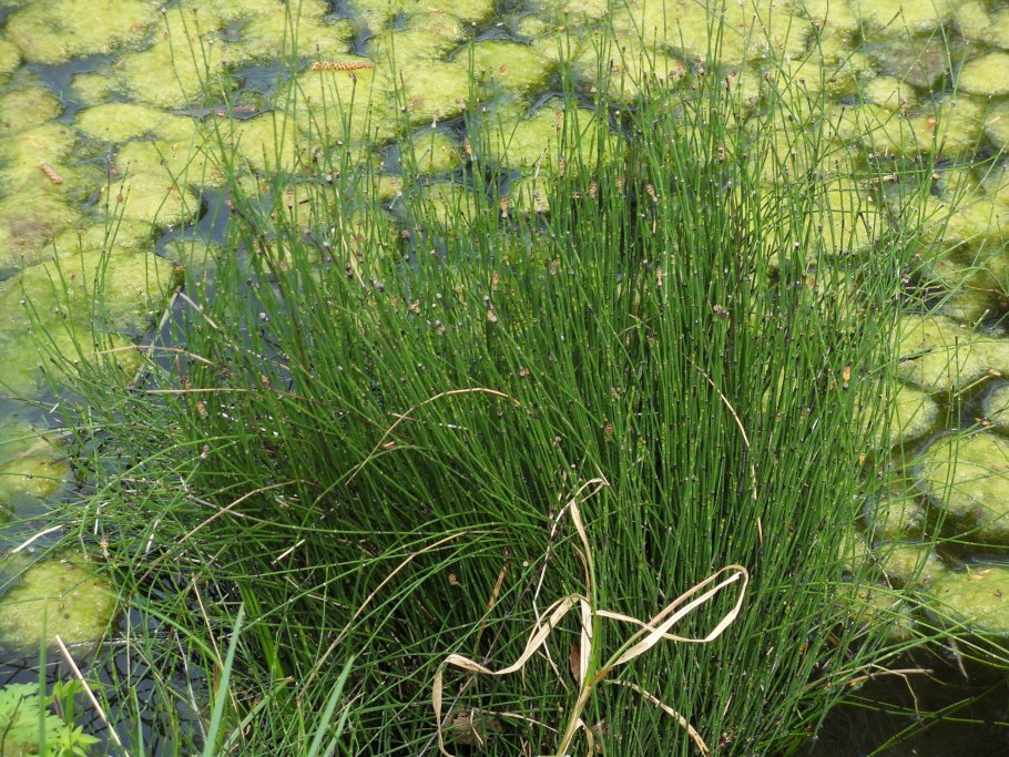 Ситняг болотный (болотница)