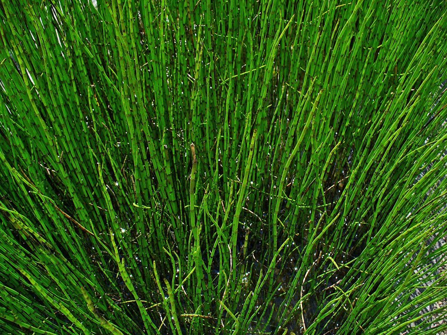 Хвощ болотный Equisetum palustre