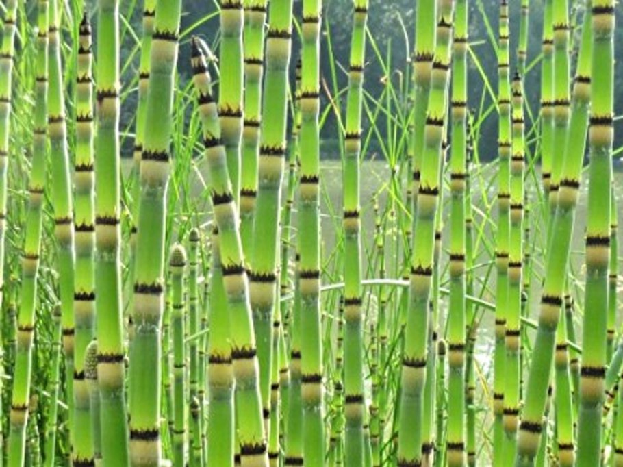 Хвощ зимующий Equisetum hyemale