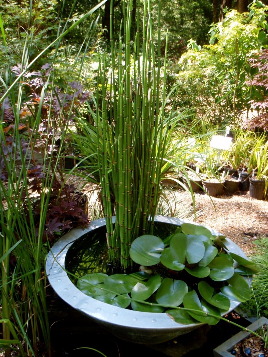 Хвощ зимующий(Equisetum hyemale l.)