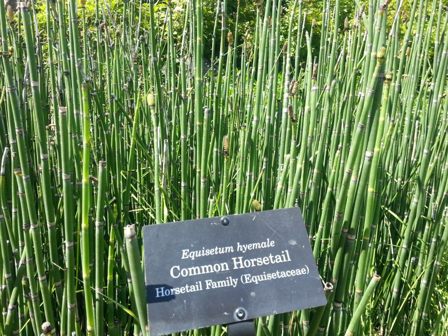 Хвощ зимующий Equisetum hyemale