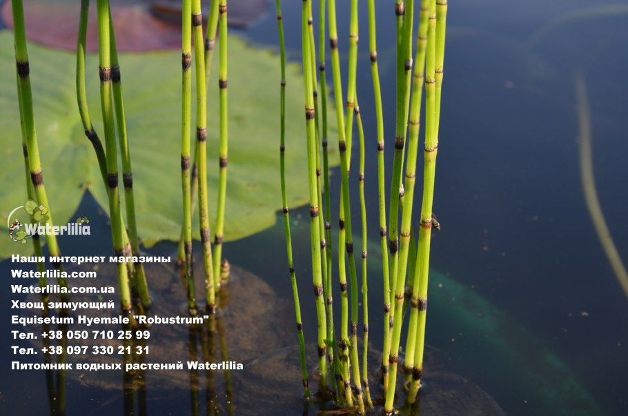 Хвощ зимующий Equisetum hyemale