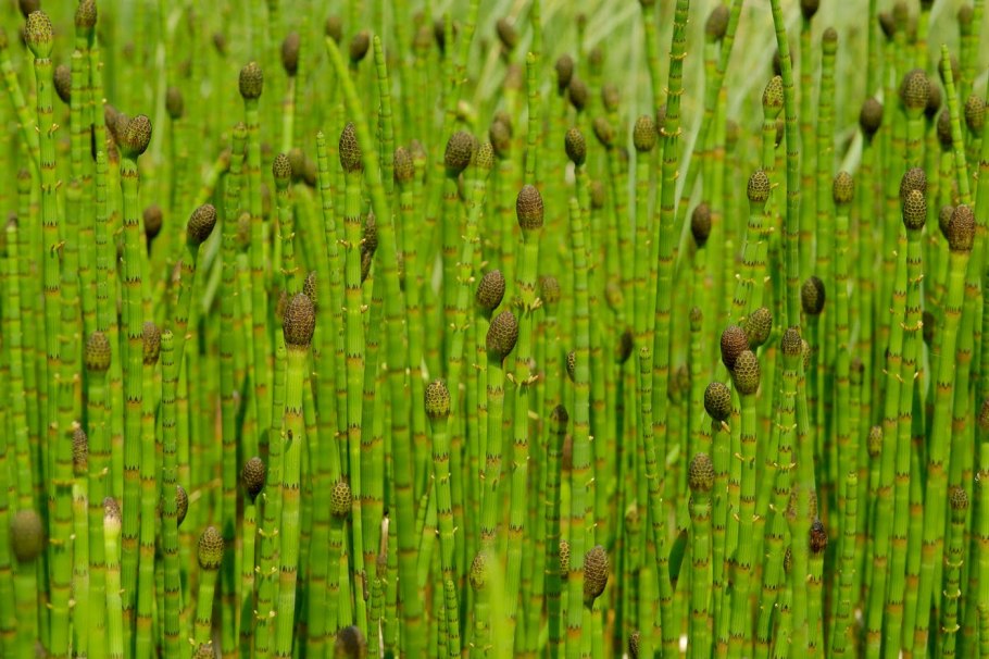 Хвощ Приречный (Equisetum fluviatile)