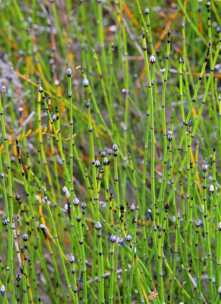 Хвощ камышовый