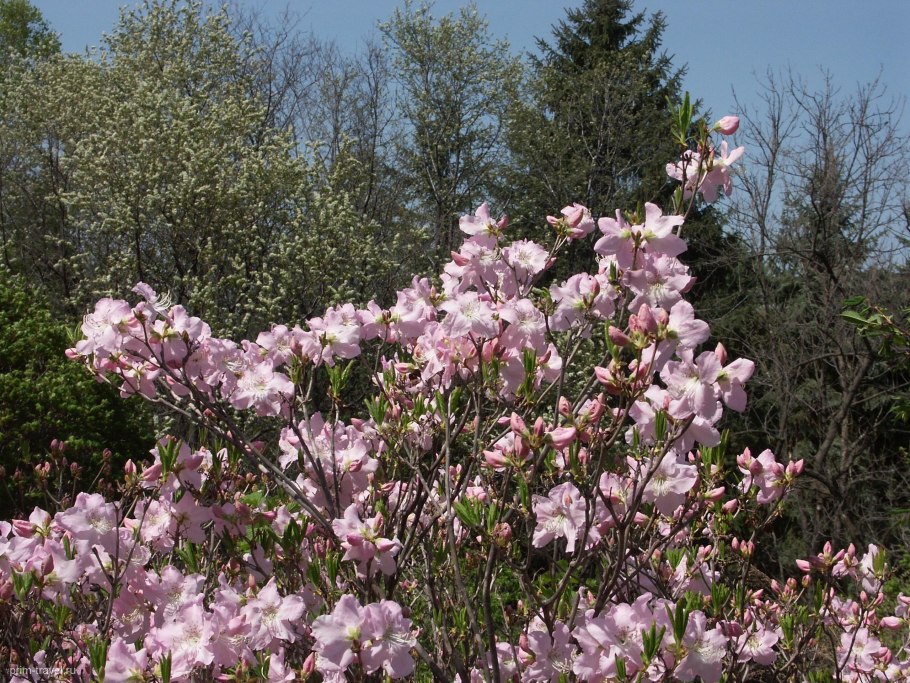 Дальневосточный морской заповедник Ботанический сад