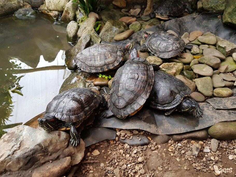 Дендрарий Барнаул