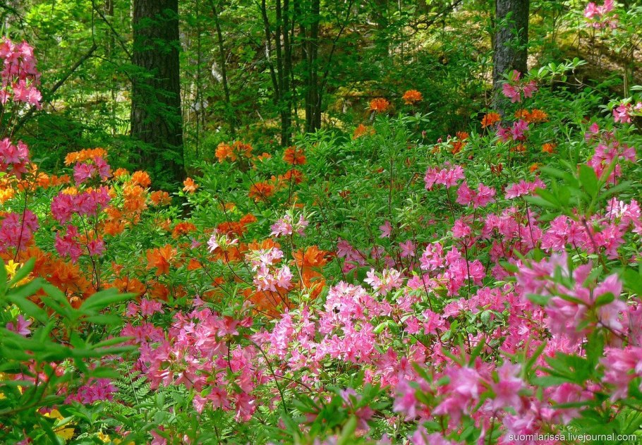 Дендрарий Сочи зима