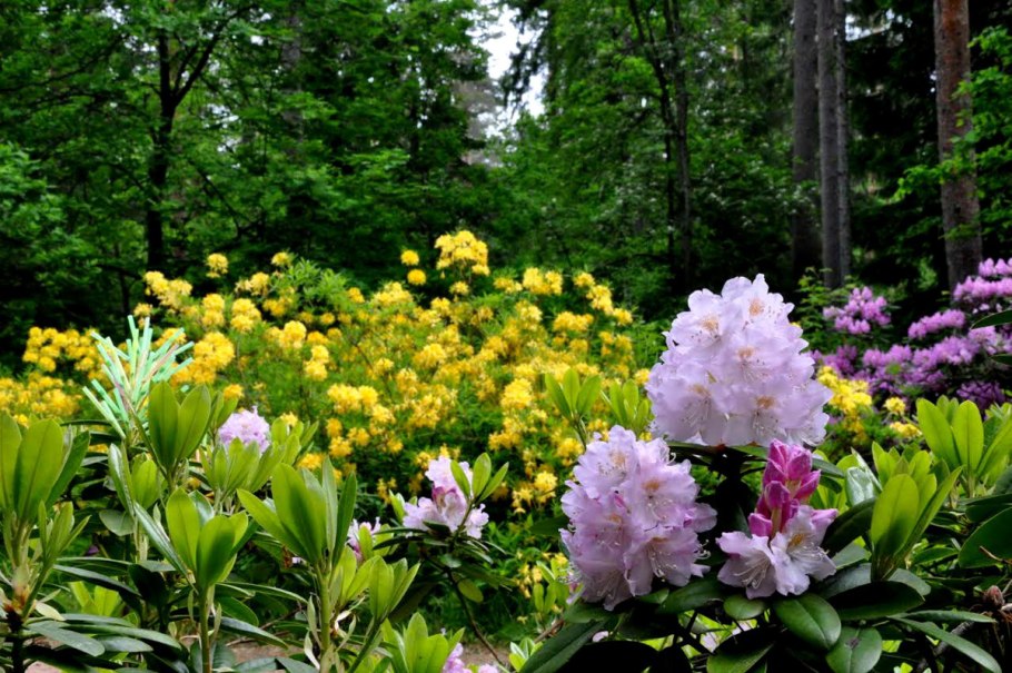 Рододендрон Шлиппенбаха в Приморье