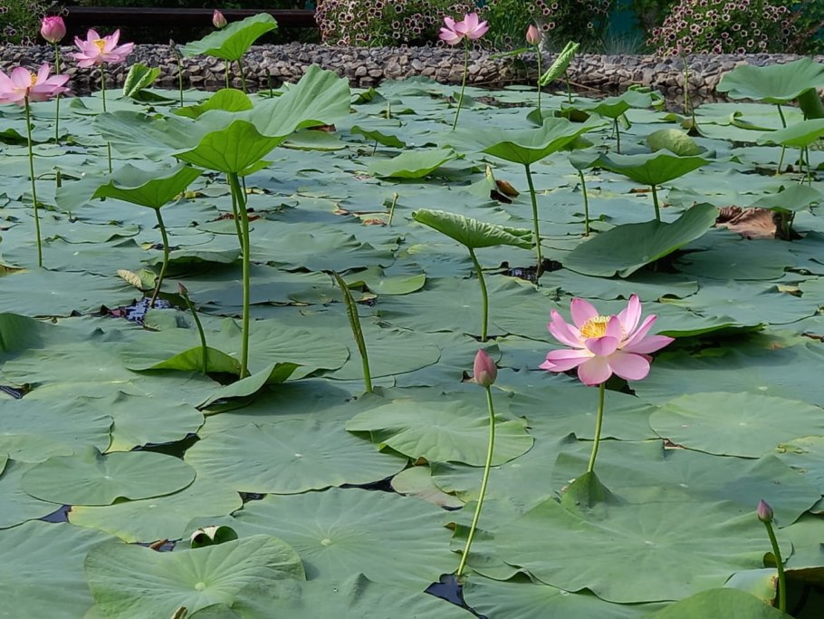 Кувшинки в Ботаническом саду Петра Великого