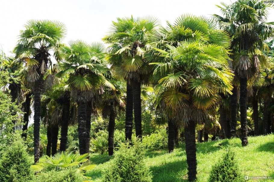 Протея артишоковая Южная Америка