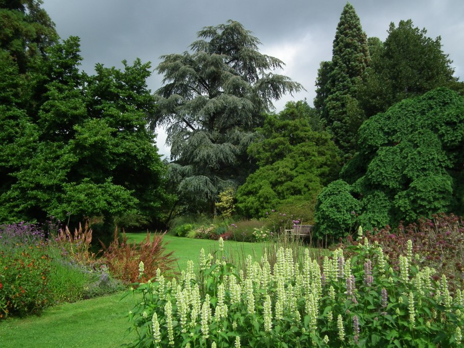Рододендрон горный кавказский