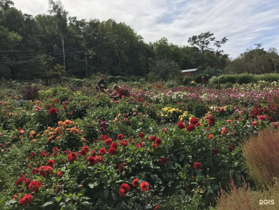 Гортензия Дендрарий