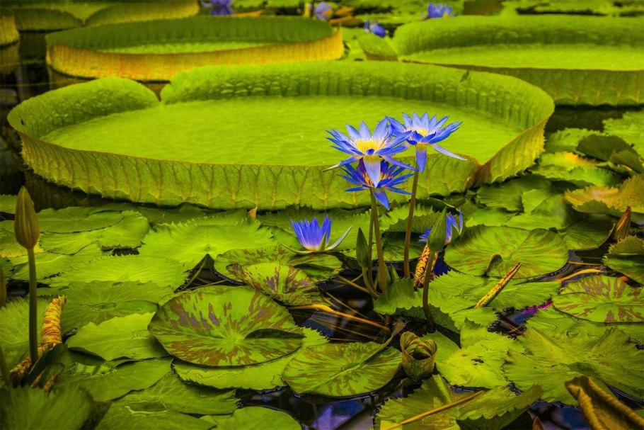 Рододендрон Редовского