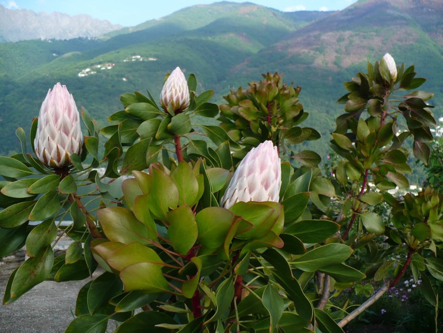 Рододендрон кавказский