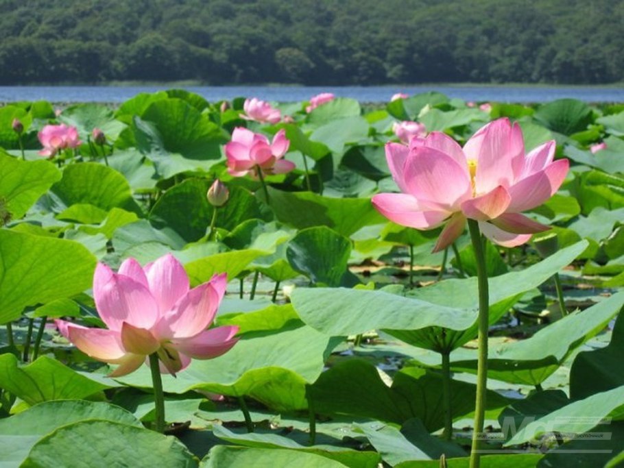 Амурский Дендрарий город Амурск