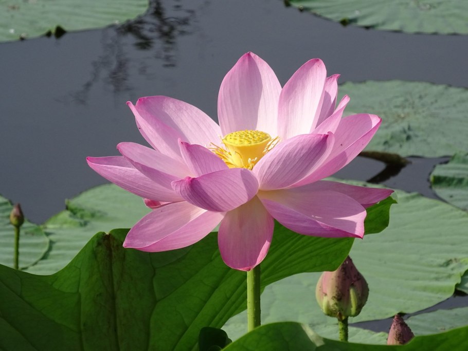 Мертензия Приморская