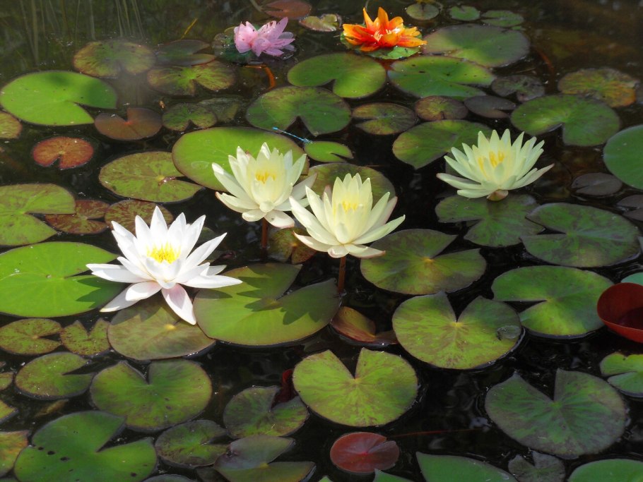 Лотос Комарова орехоносный