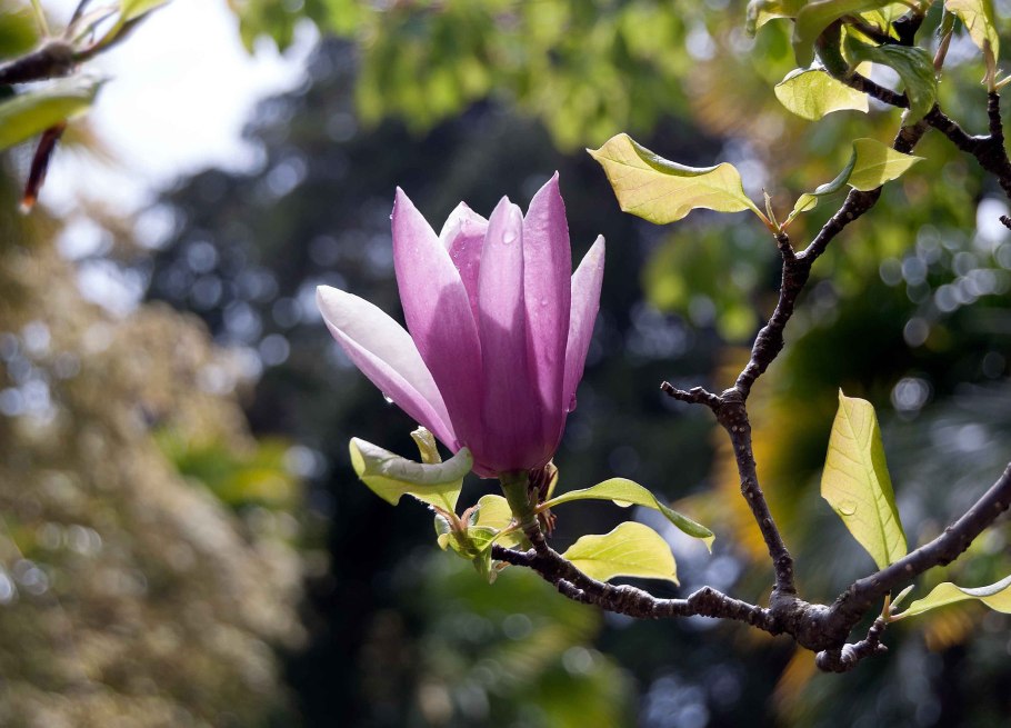 Орехоносный Лотос в водоеме