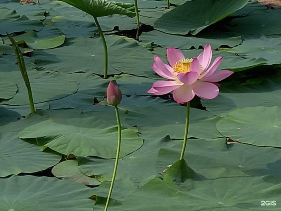 Рододендрон Шлиппенбаха